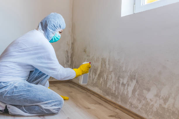 Licensed Mold Inspection service in Wake Forest, NC - WQB Mold Removal