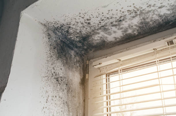 Affordable Mold Inspection solutions in Wake Forest, NC