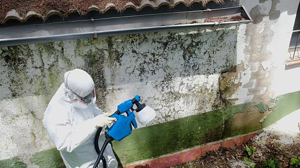 Top rated local Mold Inspection specialists in Wake Forest, NC